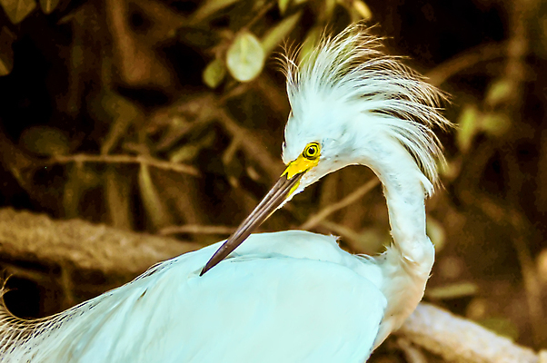 포토 JPG 해외이미지 나무 동물 호수 야생동물 파도 자연 조류 낚시 바람 어류 서기 사람없음 초록색 여름 반사 보호 왜가리 사파리 깃털 사냥 부리 육식동물 사냥꾼 헝가리 수유 해외202004 해외포토 자연요소 식물 직업 계절 바다 컬러 컨셉 모션 레저 날씨 수중동물 생태계 동유럽 파일형식 이미지허브