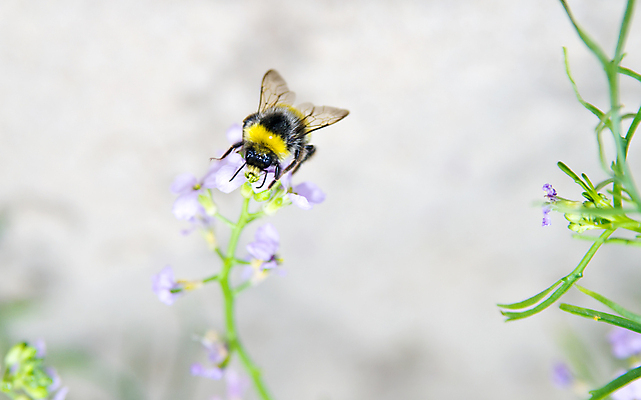 포토 JPG 해외이미지 식물 꽃잎 꽃 곤충 자연 사람없음 초록색 여름 벚꽃 닫기 말벌 수분 벌 꽃가루 수유 호박벌 해외202004 해외포토 동물 계절 컬러 모션 벌_곤충 가루 생태계 파일형식 이미지허브