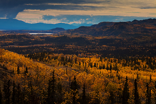 포토 JPG 해외이미지 나무 외관 여행 캐나다 자연 날씨 휴가 휴식 산 거리 풍경 사람없음 야외 초록색 파란색 컬러풀 햇빛 노란색 꿈 하이킹 자유 가을 황무지 황금 고독 숲 큼 내추럴 무료 무한 원정 이국적 환상 해외202004 해외포토 식물 계절 감정 컬러 컨셉 북아메리카 레저 태양 크기 생태계 파일형식 이미지허브