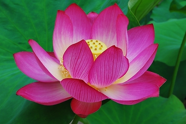 포토 JPG 해외이미지 계절 공원 꽃잎 꽃 종교 문화 선 분홍색 여행 백그라운드 컨셉 잎 불교 추상 연꽃 사람없음 초록색 여름 평화 정원 일본 침묵 고요 기쁨 벚꽃 흰색 연못 사찰 가득함 심볼 순수 명상 해외202004 해외포토 식물 공공시설 감정 아시아 컬러 무늬 종교건축 소리 파일형식 이미지허브