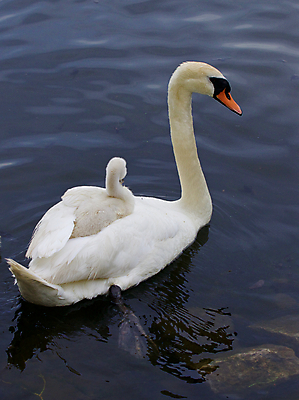 포토 JPG 해외이미지 주간 한마리 호수 사람없음 야외 백조 해외202004 해외포토 자연요소 1 조류 파일형식 이미지허브