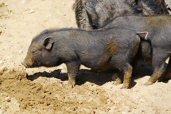 포토 JPG 해외이미지 동물 음식 2 농업 포유류 자연 육류 돼지고기 사람없음 농장 머리 검은색 가축 시골 돼지 지저분함 햄 먼지 진흙 주둥이 멧돼지 해외202004 해외포토 산업 컬러 식재료 신체부위 감각 생태계 파일형식 이미지허브