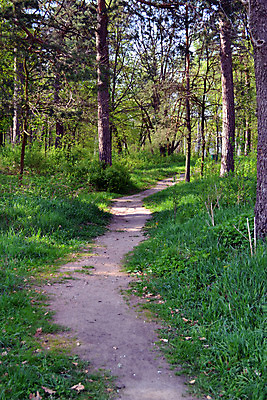 포토 JPG 해외이미지 나무 도로 잎 자국 자연 하늘 그림자 사람없음 소나무 버드나무 선로 심기 해외202004 해외포토 식물 길 교통시설 모션 생태계 파일형식 이미지허브