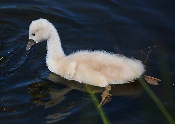 포토 JPG 해외이미지 주간 한마리 호수 사람없음 야외 백조 해외202004 해외포토 자연요소 1 조류 파일형식 이미지허브