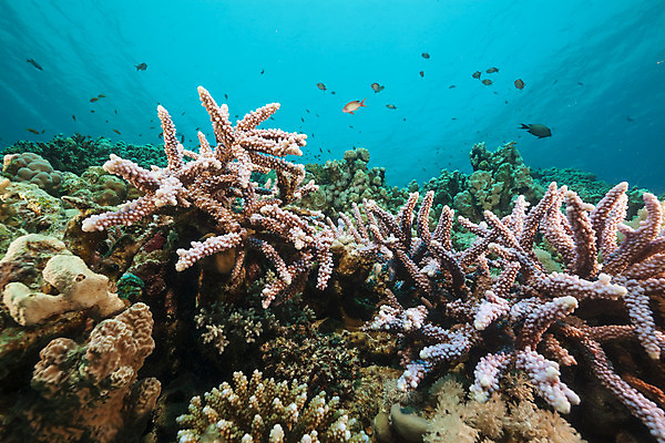 포토 JPG 해외이미지 식물 동물 모래 바다 백그라운드 자연 표면 어류 풍경 사람없음 물 파란색 컬러풀 햇빛 태양 바닷속 수중 광선 산호 아래 다이빙 장면 암초 깊이 소금물 이국적 침몰 파라다이스 해외202004 해외포토 자연요소 컬러 수영 수중동물 자포동물 방향 생태계 위치 수중스포츠 파일형식 이미지허브