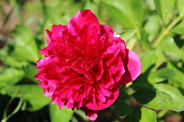 포토 JPG 해외이미지 계절 공원 꽃잎 꽃 줄기 분홍색 백그라운드 잎 사람없음 장식 빨간색 초록색 여름 봄 개화 만족 꽃가루 꿀 막자 작약 해외202004 해외포토 식물 공공시설 감정 컬러 가루 파일형식 이미지허브