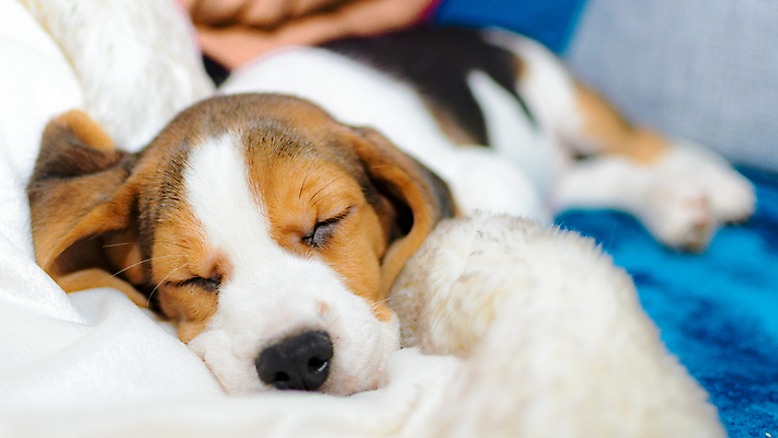 포토 JPG 해외이미지 빵 안전 사람없음 갈색 검은색 흰색 잠 개 강아지 작음 순수 비글 해외202004 해외포토 음식 컬러 컨셉 포유류 반려동물 크기 파일형식 이미지허브