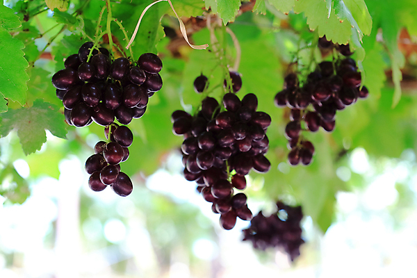포토 JPG 해외이미지 식물 계절 산업 음식 백그라운드 잎 밭 농업 과일 자연 포도 날씨 건강 사람없음 야외 초록색 여름 컬러풀 농장 우주 환경 와인 정원 봄 수확 성장 가을 나뭇가지 신선 먹기 유기농 날것 포도밭 포도나무 발판 내추럴 숙성 양조장 해외202004 해외포토 나무 웰빙 컬러 모션 주류 과일나무 생태계 파일형식 이미지허브