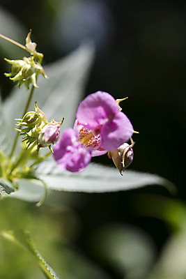포토 JPG 해외이미지 식물 계절 꽃 분홍색 잎 침구 자연 동양인 사람없음 야외 장식 초록색 여름 정원 보라색 놀람 성장 벚꽃 신선 개화 치아 정상 자주색 즐거움 내추럴 영원 우수 인기 초능력 해외202004 해외포토 감정 컬러 표정 인종 소화기관 절기 생태계 파일형식 이미지허브