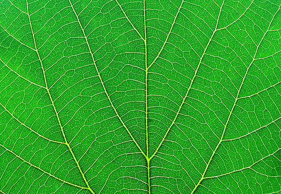 포토 JPG 해외이미지 나무 식물 잎 자연 세포 사람없음 초록색 갈비뼈 해외202004 해외포토 컬러 뼈 생태계 파일형식 이미지허브