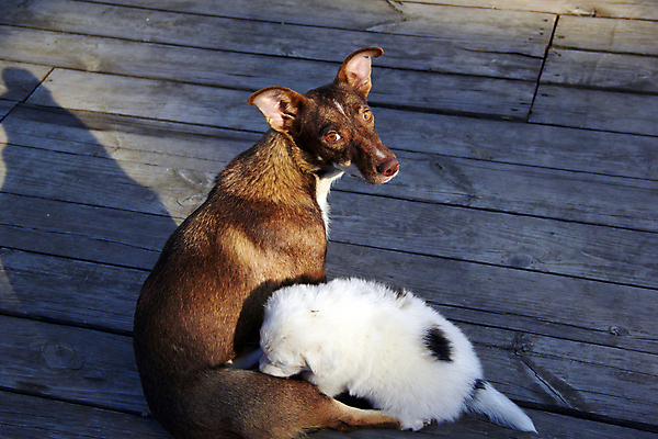 포토 JPG 해외이미지 동물 감정 어린이 백그라운드 컨셉 2 포유류 가족 포옹 자연 엄마 아이디어 털 사랑 앉기 사람없음 반려동물 갈색 머리 소리 이탈리아 우정 임신 흰색 아기 잠 오픈 찡그림 개 강아지 결합 작음 송곳니 고립 코르시카 전경 해외202004 해외포토 유럽 컬러 섬 관계 안기 모션 표정 사람 풍경 신체부위 친구 프랑스 치아 크기 생태계 파일형식 탑뷰 이미지허브