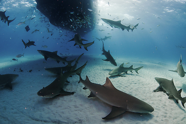 포토 JPG 해외이미지 섬 어류 사람없음 수중 미국 보트 육식동물 상어 대서양 바하마 해외202004 해외포토 동물 바다 북아메리카 배_교통 수중동물 파일형식 이미지허브