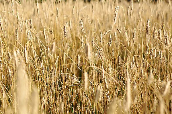 포토 JPG 해외이미지 식물 지구 음식 빵 백그라운드 농업 다이어트 자연 건강 씨앗 사람없음 야외 여름 농작물 농장 농경지 갈색 노란색 마을 식사 수확 성장 가을 시골 황금 선택 시리얼 밀 채식 귀 밀가루 밀짚 내추럴 밭일 숙성 작살 채식주의자 많음 세련 해외202004 해외포토 계절 산업 컬러 컨셉 곡류 신체부위 짚 가루 생태계 파일형식 이미지허브