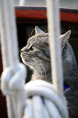 포토 JPG 해외이미지 동물 1 라이프스타일 응시 밧줄 바다 패턴 요트 휴식 수염 주택 털 항해 사람없음 반려동물 머리 고양이 줄무늬 회색 크루즈 모피 갑판 코 낮잠 귀 선원 승객 위스키 해외202004 해외포토 시선 줄 컬러 컨셉 무늬 배_교통 포유류 주류 건물 생활 신체부위 잠 파일형식 이미지허브