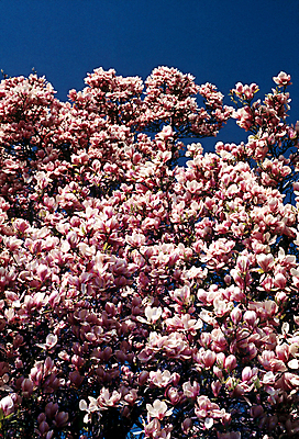 포토 JPG 해외이미지 나무 식물 계절 꽃 자연 사람없음 봄 벚꽃 개화 목련 해외202004 해외포토 생태계 파일형식 이미지허브