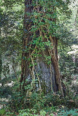 포토 JPG 해외이미지 나무 식물 디자인 도로 여행 백그라운드 잎 자연 하늘 추상 이끼 풍경 사람없음 빨간색 세로 초록색 여름 빛 컬러풀 노란색 환경 힘 성장 가을 나뭇가지 숲 큼 뿌리 나무껍질 내추럴 옛날 해외202004 해외포토 계절 길 컬러 무늬 교통시설 껍질 크기 생태계 파일형식 이미지허브