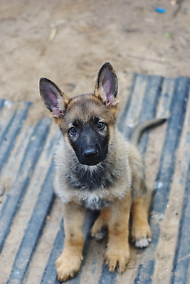 포토 JPG 해외이미지 주간 응시 입벌림 앉기 사람없음 야외 반려동물 기다림 개 사냥개 셰퍼드 해외202004 해외포토 자연요소 동물 시선 포유류 모션 표정 파일형식 이미지허브