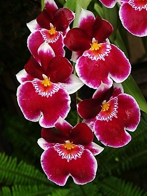 포토 JPG 해외이미지 식물 계절 공원 꽃잎 꽃 꽃무늬 전구 자연 새로움 사람없음 야외 컬러풀 정원 봄 활발 성장 흰색 개화 특별함 해외202004 해외포토 공공시설 컬러 컨셉 무늬 생태계 파일형식 이미지허브