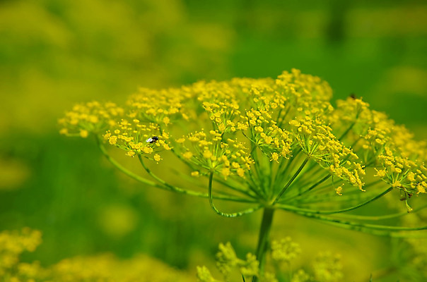 포토 JPG 해외이미지 식물 꽃 음식 줄기 곤충 백그라운드 잎 꽃무늬 농업 채소 재료 자연 추상 건강 씨앗 사람없음 야외 초록색 여름 약 노란색 머리 환경 정원 검은색 벚꽃 신선 닫기 작음 다발 허브 향신료 묘사 유기농 향 내추럴 딜 회향 그리너리 해외202004 해외포토 동물 웰빙 계절 산업 컬러 무늬 의학 모션 신체부위 크기 생태계 향미료 파일형식 트랜드컬러 이미지허브