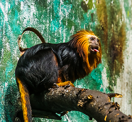 포토 JPG 해외이미지 동물 얼굴 오렌지 포유류 동물원 종류 사람없음 빨간색 반려동물 컬러풀 갈색 머리 검은색 원숭이 황금 보호 사자 작음 신분 멸종 브라질 유인원 이국적 목차 브라질사람 해외202004 해외포토 컬러 컨셉 과일 신체부위 남아메리카 크기 파일형식 이미지허브