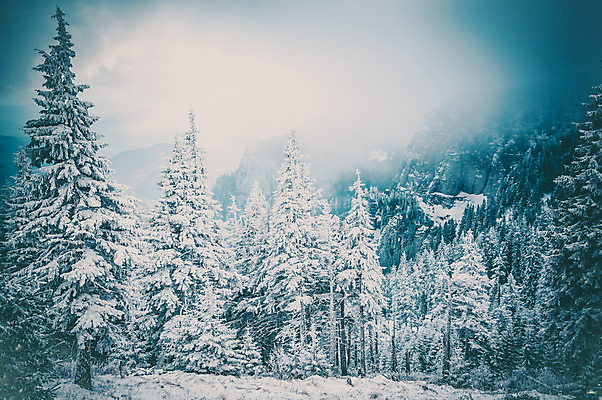 포토 JPG 해외이미지 나무 계절 행복 여행 백그라운드 크리스마스 겨울 자연 하늘 날씨 휴가 새로움 산 기념 요정 국립공원 풍경 사람없음 야외 파란색 빛 태양 얼음 축제 추위 흰색 축하 소나무 눈송이 숲 12월 연도 서리 전나무 루마니아 1월 폭설 눈내림 해외202004 해외포토 자연요소 식물 공원 기념일 감정 유럽 컬러 컨셉 눈_날씨 날짜 자연재해 생태계 파일형식 이미지허브