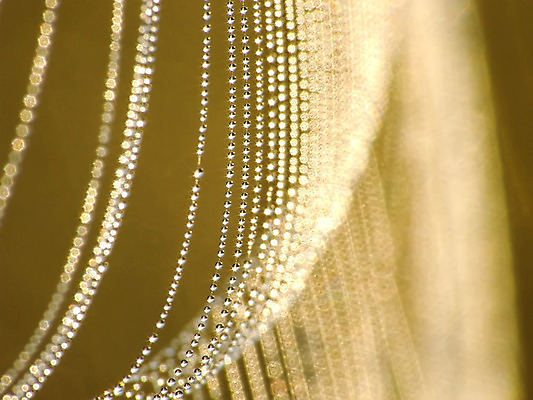 포토 JPG 해외이미지 나무 식물 꽃 아침 사람없음 안개 실 떨어짐 거미줄 거미 올가미 해외202004 해외포토 주간 곤충 컨셉 날씨 파일형식 이미지허브