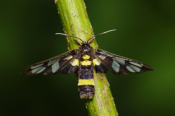 포토 JPG 해외이미지 동물 1 계절 유럽 야생동물 나비 곤충 백그라운드 잎 날개 오렌지 자연 휴식 안테나 사람없음 야외 초록색 여름 노란색 정원 검은색 흰색 점 호랑이 닫기 벌레 말벌 싱글 나방 내추럴 동물상 해외202004 해외포토 식물 나라 컬러 컨셉 과일 통신 포유류 모션 조형물 벌_곤충 생태계 파일형식 이미지허브