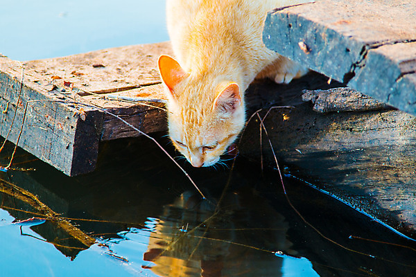 포토 JPG 해외이미지 동물 행복 얼굴 다이어트 놀이 수염 사람없음 물 반려동물 강 상자 주방 고양이 줄무늬 젖음 우유 마시기 물방울 달콤 떨어짐 핥기 위험 큼 갈증 뿌리기 엿보기 수도꼭지 호기심 생강 흘림 숨김 판지 돌봄 스플래쉬 해외202004 해외포토 자연요소 감정 컨셉 무늬 채소 포유류 모션 유제품 건강 신체부위 맛 크기 파일형식 이미지허브