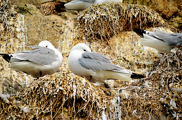 포토 JPG 해외이미지 동물 계절 야생동물 섬 날개 노래 자연 갈매기 조류 산 파노라마 노르웨이 사람없음 야외 여름 노란색 환경 흰색 원형 황무지 닫기 둥지 북극 깃털 부리 시끄러움 북쪽 스칸디나비아 많음 전경 해외202004 해외포토 도형 유럽 음악 컬러 컨셉 모션 촬영기법 풍경 극지방 방향 생태계 파일형식 탑뷰 이미지허브