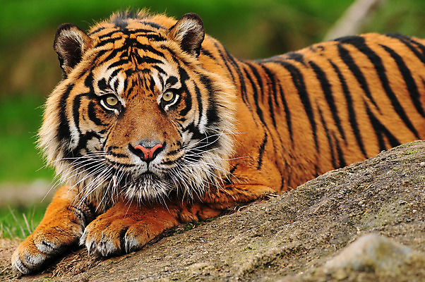 포토 JPG 해외이미지 동물 응시 시선 얼굴 야생동물 포유류 아프리카 자연 털 동물원 사람없음 머리 고양이 줄무늬 분노 표현 호랑이 닫기 보호 위험 큼 사파리 사냥 육식동물 사냥꾼 표범 노려봄 공격적 시베리아 해외202004 해외포토 직업 감정 나라 컨셉 무늬 모션 표정 신체부위 반려동물 크기 생태계 파일형식 이미지허브