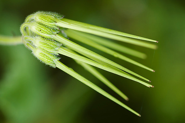 포토 JPG 해외이미지 식물 계절 꽃 백그라운드 자연 씨앗 사람없음 초록색 정원 봄 신선 묘사 해외202004 해외포토 컬러 생태계 파일형식 이미지허브