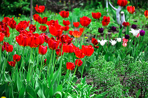 포토 JPG 해외이미지 식물 디자인 계절 공원 꽃 분홍색 꽃다발 백그라운드 잎 밭 전구 자연 휴가 종류 선물 풍경 사람없음 빨간색 초록색 여름 빛 컬러풀 태양 장미 노란색 정원 맑음 보라색 봄 활발 튤립 벚꽃 흰색 신선 시골집 원예 화단 내추럴 생태학 해외202004 해외포토 자연요소 공공시설 교육 컬러 컨셉 농업 날씨 주택 취미 생태계 파일형식 이미지허브