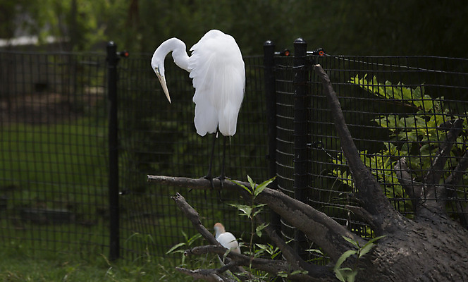 포토 JPG 해외이미지 동물 호수 야생동물 자연 조류 멕시코 사람없음 야외 물 환경 미국 흰색 연못 우아함 습지 콜롬비아 큼 왜가리 깃털 기중기 부리 벨리즈 장면 브라질 아르헨티나 경보 과테말라 니카라과 베네수엘라 볼리비아 온두라스 파나마 페루 플로리다 해외202004 해외포토 자연요소 컬러 컨셉 북아메리카 아메리카 중장비 남아메리카 중앙아메리카 크기 생태계 파일형식 이미지허브