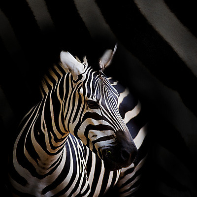 포토 JPG 해외이미지 동물 응시 공원 얼굴 백그라운드 신체 아프리카 털 서기 사람없음 초록색 머리 카메라 검은색 줄무늬 운전 흰색 모피 사파리 피부 귀 슛 얼룩말 S 남쪽 보츠와나 전국 평야 해외202004 해외포토 알파벳 시선 공공시설 나라 컬러 무늬 모션 자연 신체부위 전자제품 말_동물 방향 파일형식 이미지허브