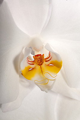 포토 JPG 해외이미지 식물 기념일 꽃잎 꽃 선 줄기 분홍색 꽃다발 결혼 백그라운드 꽃무늬 오렌지 자연 건강 선물 사람없음 여름 노란색 스파 침묵 봄 벚꽃 흰색 신선 개화 난초 우아함 순수 오브젝트 고립 정물화 카피스페이스 해외202004 해외포토 계절 컬러 컨셉 무늬 과일 이벤트 소리 공백 그림 생태계 파일형식 이미지허브