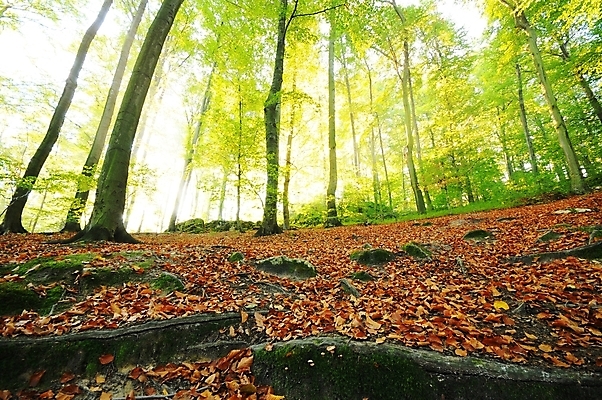 포토 JPG 해외이미지 나무 계절 공원 잎 자연 아침 풍경 사람없음 야외 목재 여름 빛 햇빛 태양 일출 환경 일몰 안개 광선 가을 시골 신선 소나무 숲 장면 공상 마법 폴란드 10월 내추럴 삼림지대 해외202004 해외포토 주간 자연요소 식물 공공시설 유럽 재료 날씨 노을 날짜 생태계 파일형식이미지허브 