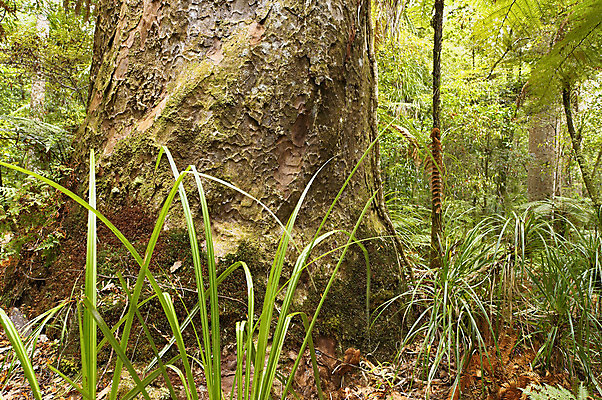 포토 JPG 해외이미지 나무 사람없음 초록색 숲 옛날 취급주의 해외202004 해외포토 식물 컬러 경고 파일형식 이미지허브