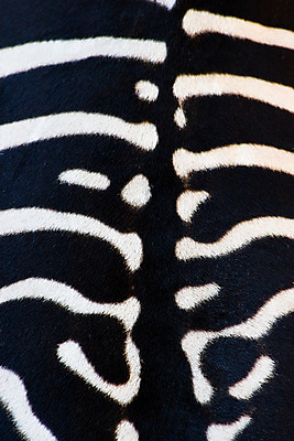 포토 JPG 해외이미지 모양 동물 디자인 야생동물 선 백그라운드 패턴 포유류 자연 추상 생물 털 사람없음 세로 햇빛 검은색 줄무늬 흰색 엉덩이 묘사 얼룩말 초식 해외202004 해외포토 컬러 무늬 신체부위 태양 말_동물 생태계 파일형식 이미지허브