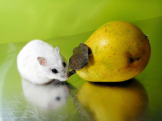 포토 JPG 해외이미지 동물 음식 잎 과일 사람없음 초록색 반려동물 봄 흰색 신선 설치류 건강식 난쟁이 대칭 해외202004 해외포토 식물 계절 컬러 파일형식 이미지허브