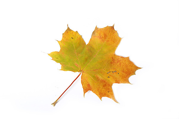 포토 JPG 해외이미지 나무 식물 응시 계절 백그라운드 단풍 잎 자연 사람없음 노란색 귀여움 가을 흰색 최고 숲 9월 11월 즐거움 만족 10월 고립 넘어짐 우수 해외202004 해외포토 시선 감정 컬러 컨셉 모션 날짜 절기 생태계 파일형식 이미지허브