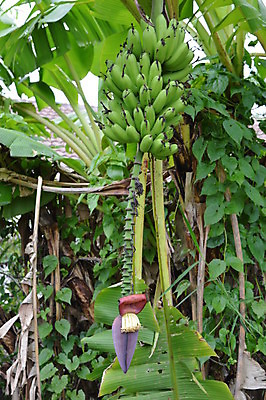 포토 JPG 해외이미지 나무 식물 꽃 아시아 잎 과일 바나나 사람없음 초록색 해외202004 해외포토 나라 컬러 파일형식 이미지허브