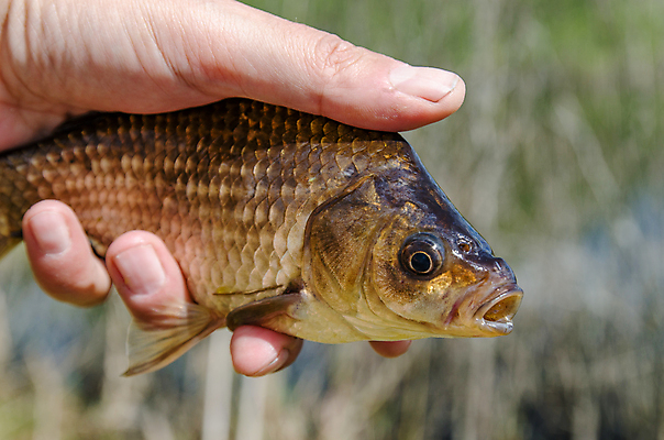 포토 JPG 해외이미지 손 호수 낚시 손바닥 어류 사람없음 물 강 캠핑 연못 신선 쇼 낚시꾼 잉어 해외202004 해외포토 자연요소 레저 신체부위 수중동물 파일형식 이미지허브