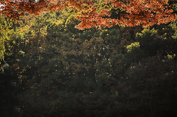 포토 JPG 주간 단풍 낙엽 단풍나무 풍경 사람없음 야외 가을풍경 가을 경기도 인천 인천대공원 국내포토 자연요소 나무 계절 공원 잎 한국 파일형식 가을_계절