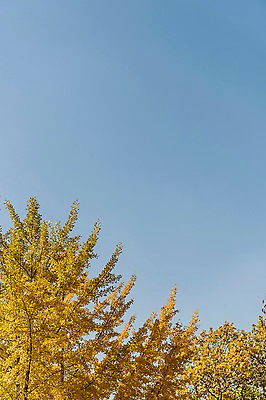 포토 JPG 주간 나무 로우앵글 단풍 낙엽 하늘 단풍나무 풍경 사람없음 야외 가을풍경 가을 경기도 인천 인천대공원 국내포토 자연요소 식물 계절 공원 뷰포인트 잎 한국 파일형식 가을_계절