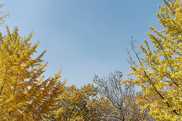 포토 JPG 주간 로우앵글 단풍 낙엽 하늘 단풍나무 풍경 사람없음 야외 가을풍경 가을 경기도 인천 인천대공원 국내포토 자연요소 나무 계절 공원 뷰포인트 잎 한국 파일형식 가을_계절