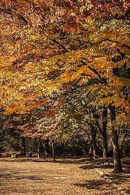 포토 JPG 주간 나무 공원 단풍 낙엽 단풍나무 풍경 사람없음 야외 가을풍경 산책로 가을 경기도 인천 인천대공원 국내포토 자연요소 식물 계절 공공시설 길 잎 한국 파일형식 가을_계절