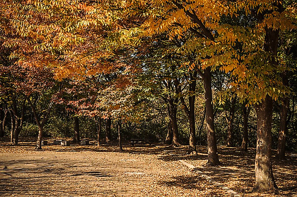 포토 JPG 주간 공원 단풍 낙엽 단풍나무 풍경 사람없음 야외 가을풍경 산책로 가을 경기도 인천 인천대공원 국내포토 자연요소 나무 계절 공공시설 길 잎 한국 파일형식 가을_계절