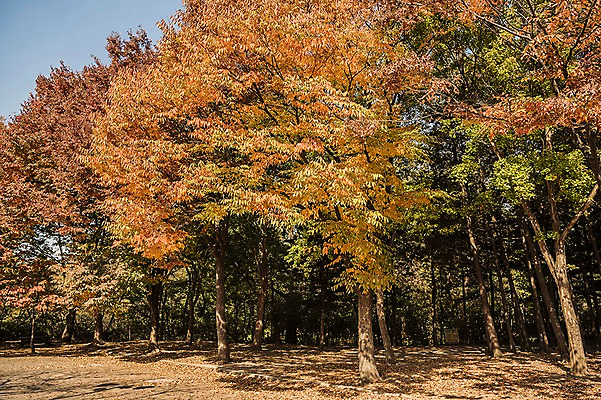 포토 JPG 주간 나무 공원 단풍 낙엽 단풍나무 풍경 사람없음 야외 가을풍경 가을 경기도 인천 인천대공원 국내포토 자연요소 식물 계절 공공시설 잎 한국 파일형식 가을_계절