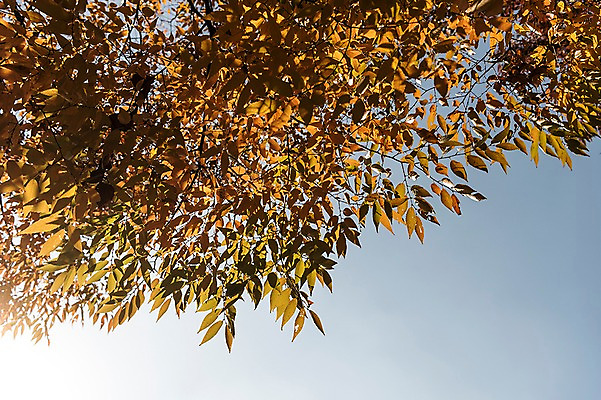 포토 JPG 주간 로우앵글 단풍 낙엽 하늘 단풍나무 풍경 사람없음 야외 햇빛 가을풍경 가을 경기도 인천 인천대공원 국내포토 자연요소 나무 계절 공원 뷰포인트 잎 한국 태양 파일형식 가을_계절