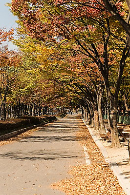 포토 JPG 주간 나무 공원 길 단풍 낙엽 단풍나무 풍경 사람없음 야외 가을풍경 산책로 가을 경기도 인천 인천대공원 국내포토 자연요소 식물 계절 공공시설 잎 한국 파일형식 가을_계절